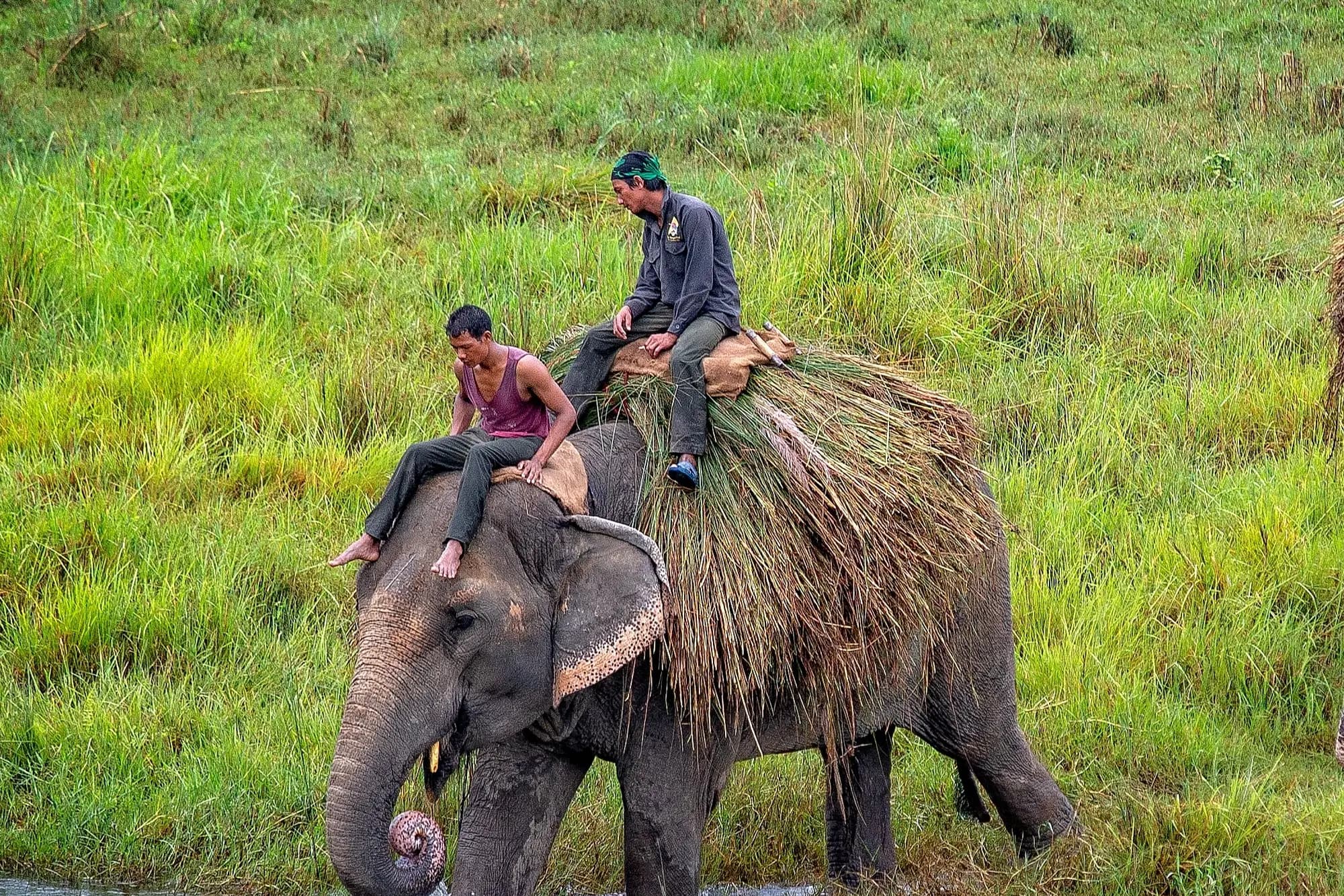 A Day with an Elephant