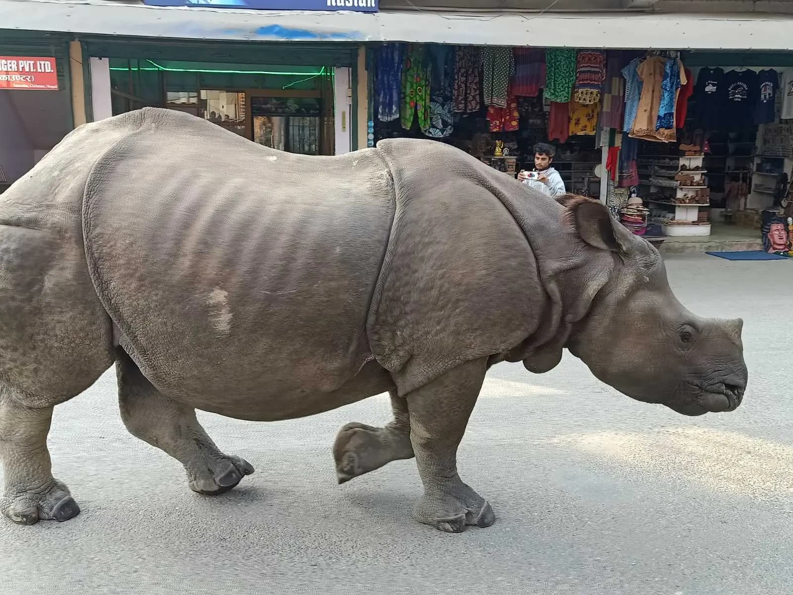 Kathmandu to Chitwan Safari Tour, 3 Days by Private Car