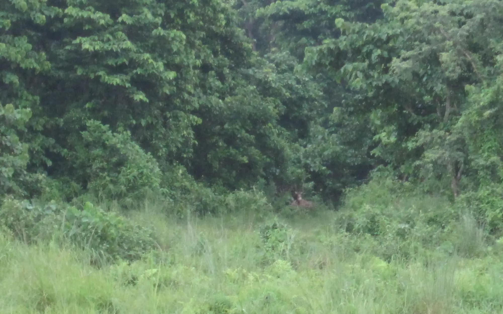 Chitwan Rhino Tracking Tour